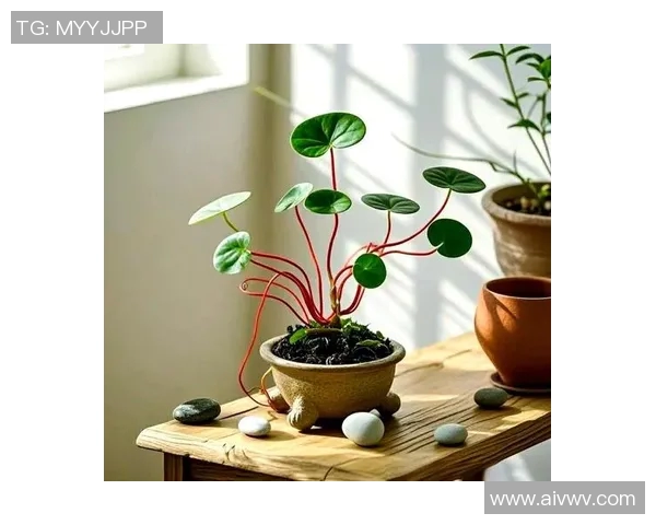 盆栽之美：探索如何通过盆栽装饰提升家居环境与心灵享受